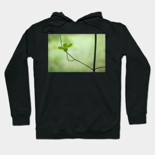 Small young thin tree growing new leaves Hoodie